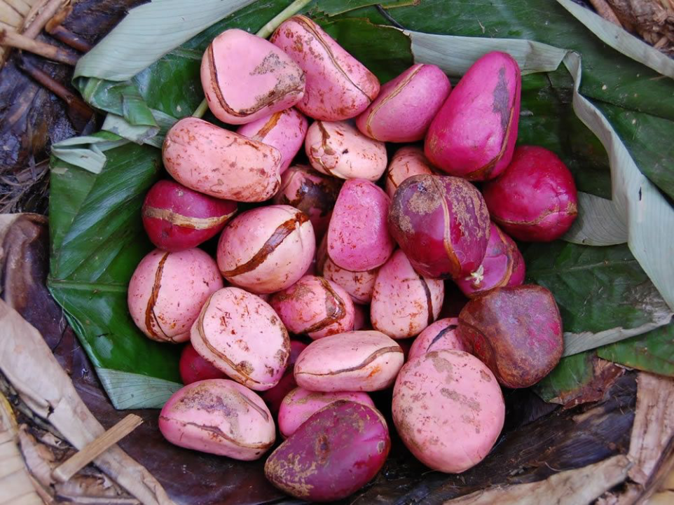 kola nut